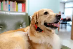2 PetYeah Dog Bark Collar considerato per la sensibilità