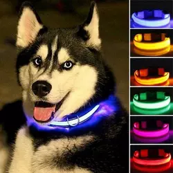 4 Collare LED Shine For Dog