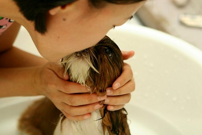 Bagno D'avena Per Cani: Come Prepararlo E Quando Aiuta