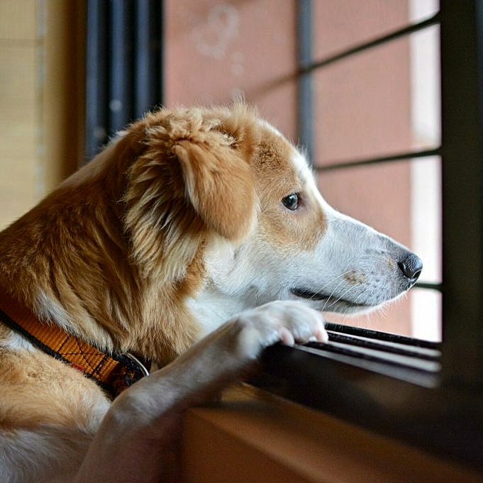 Come Aiutare Un Cane Con Ansia Da Separazione