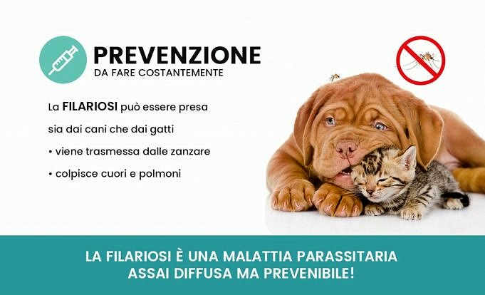 Filariosi Nei Cani. Sintomi - Trattamento - Prevenzione