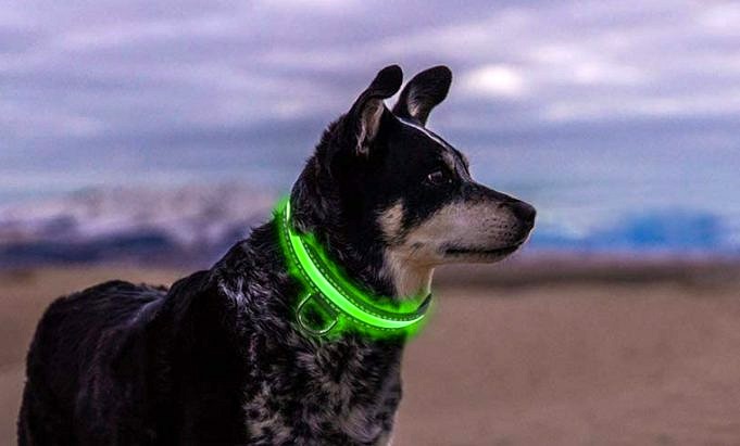 Guinzagli E Collari Con Luci A LED Per Cani: Il Miglior Bagliore Nel Dunkel!