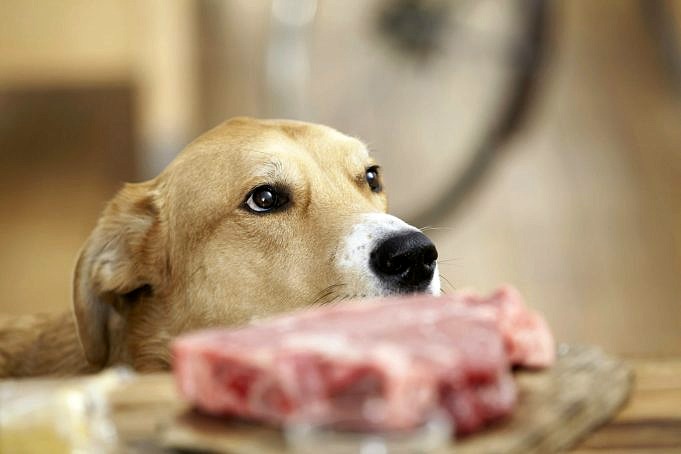I Cani Possono Mangiare Carne Cruda? Ecco Cosa Devi Sapere