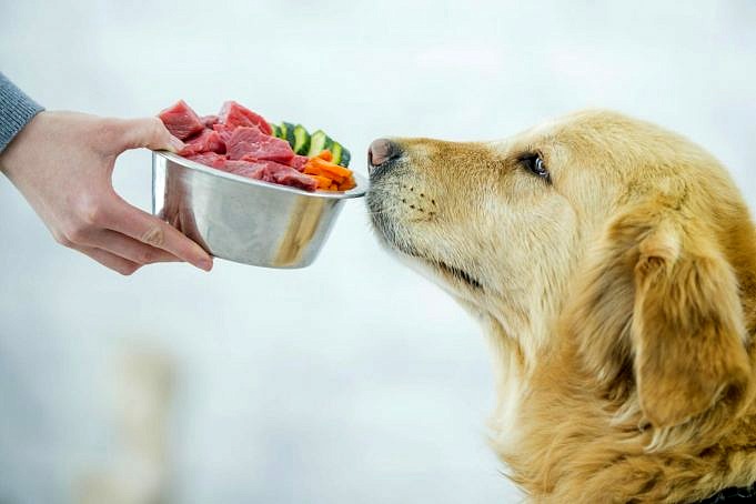 I Cani Possono Mangiare Il Cavolo? Valori Nutrizionali E Alimentazione Sicura