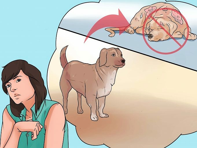 La Nostra Guida Definitiva Alle Allergie Nei Cani: Cosa Devi Sapere