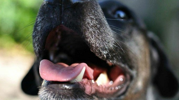 Perché I Denti Dei Cuccioli Sono Così Affilati